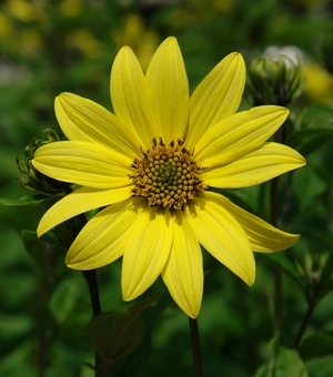 Lemon Queen Sunflower, Helianthus x 'Lemon Queen', H. x laetiflorus, H. microcephalus 'Lemon Queen'